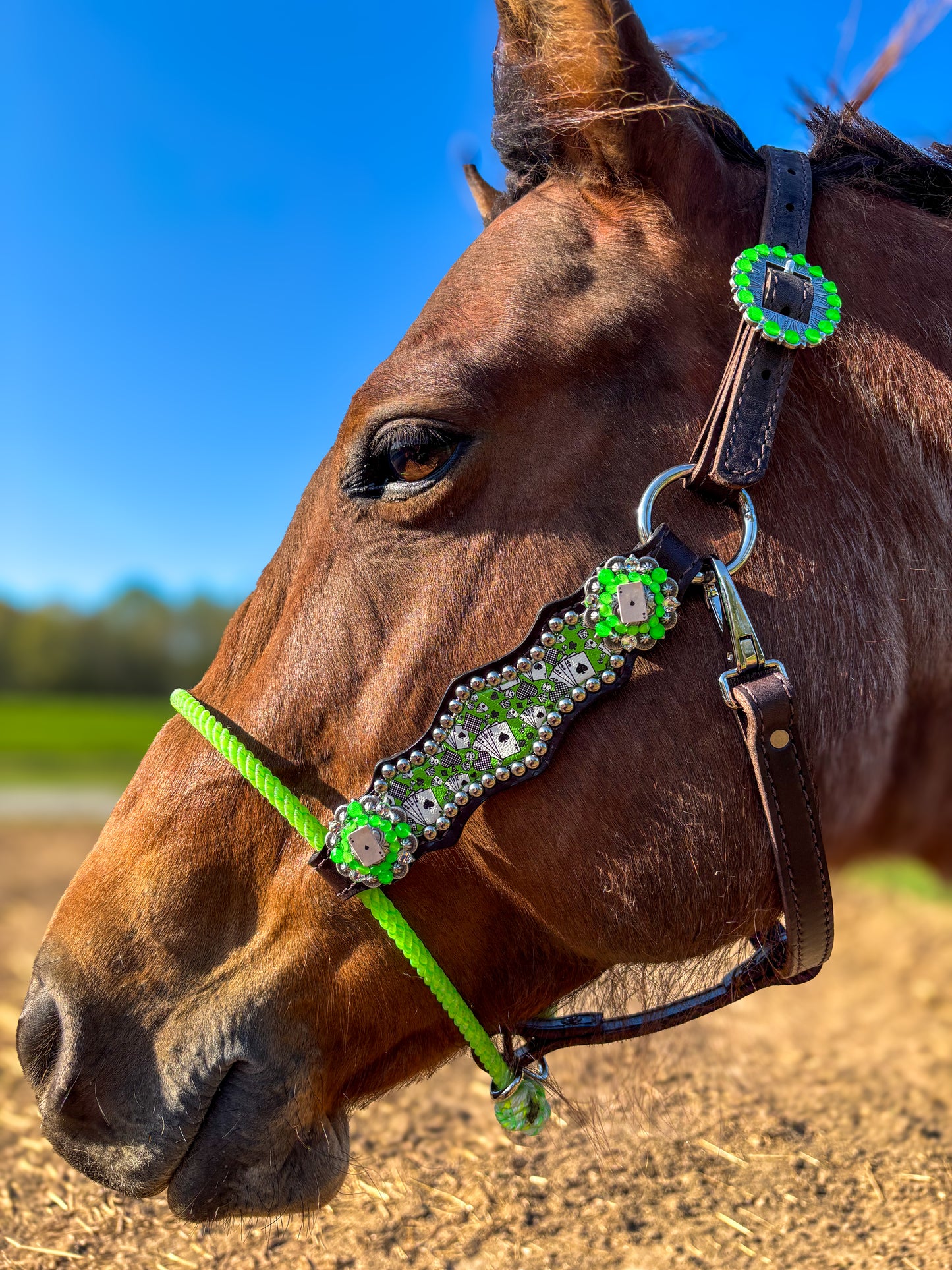 Green casino/gambler hybrid halter average horse size premium
