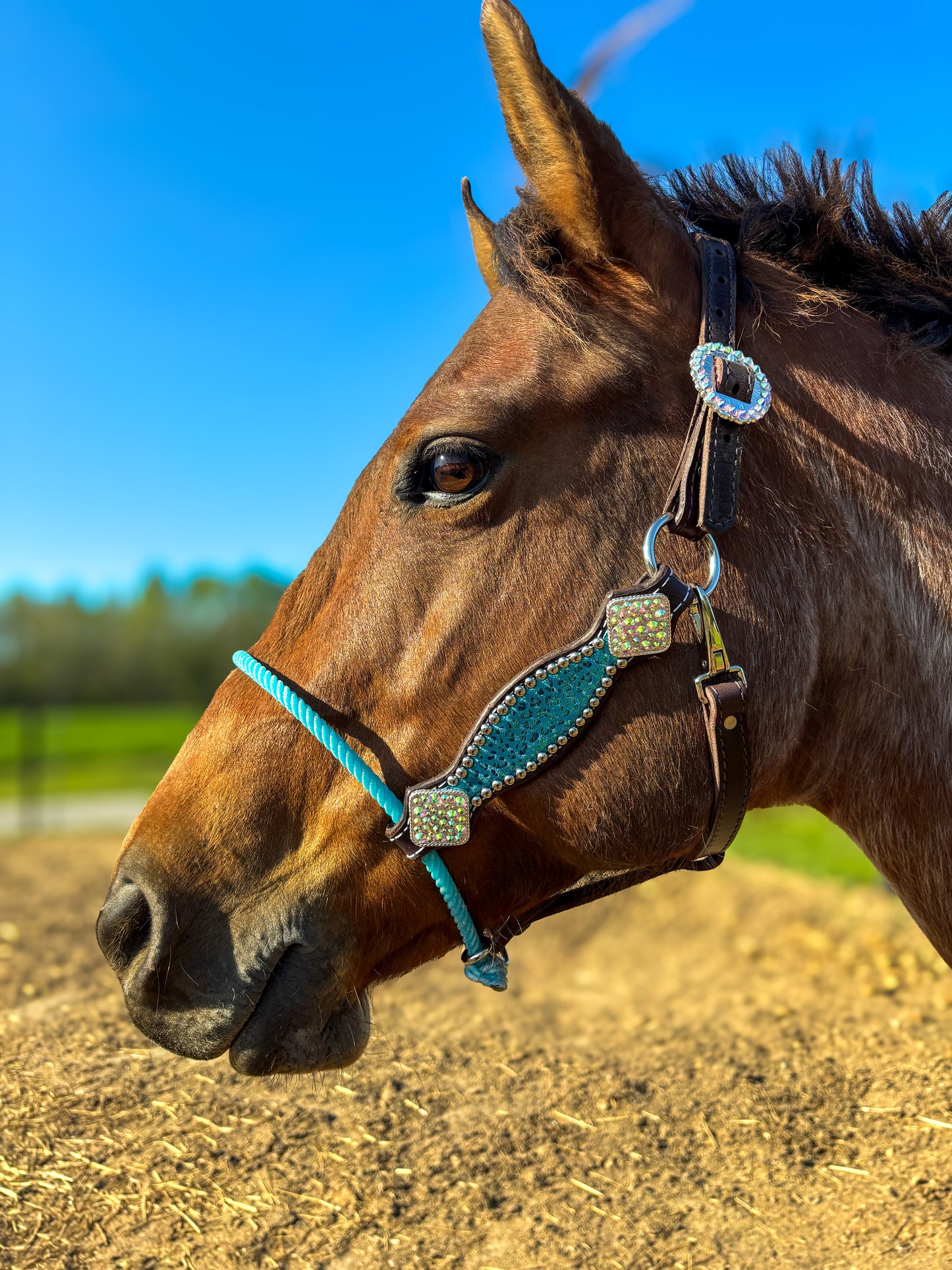 Turquoise Leopard Hybrid Average Horse Sized