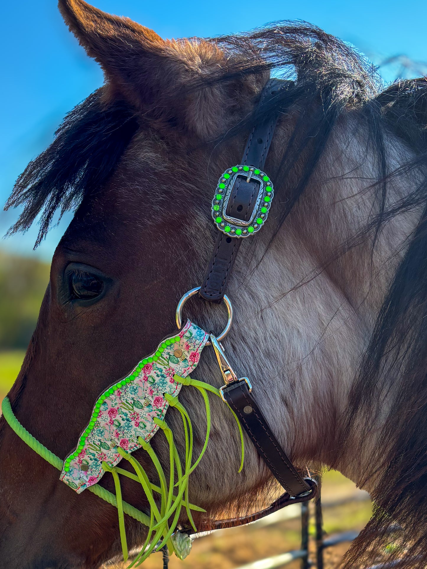 Cactus Hybrid Small Horse Sized