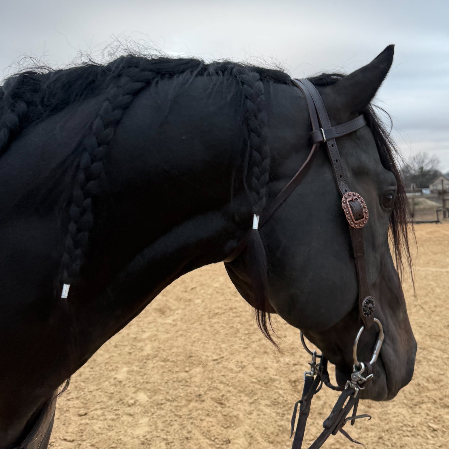 Working Headstalls; Average Horse Size