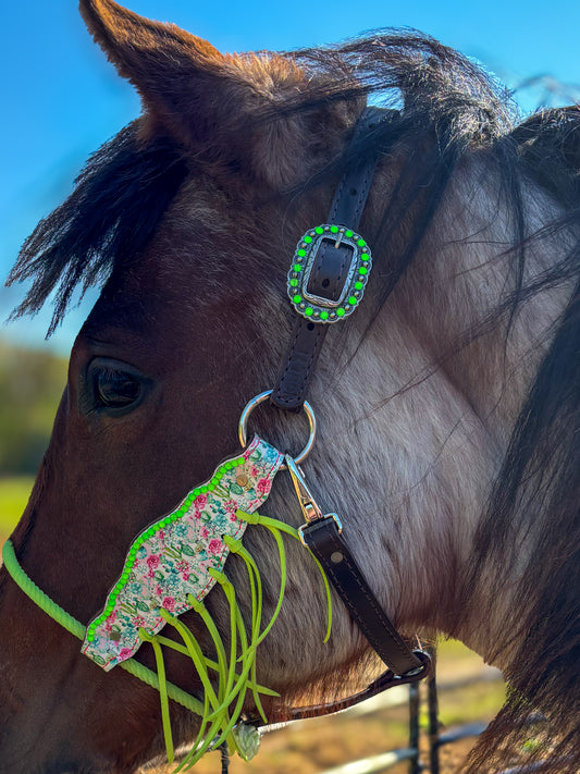 Cactus Hybrid Small Horse Sized
